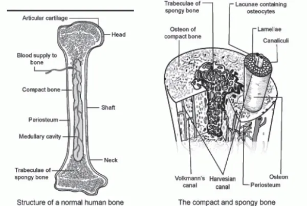 canaliculi compact bone