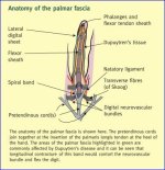 Palmar fascia.JPG